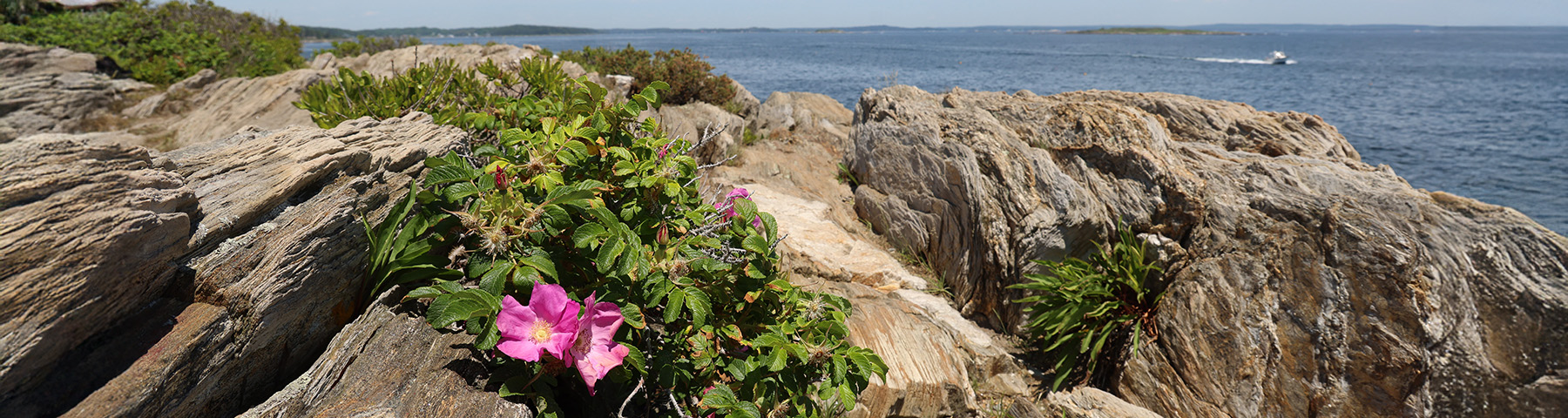 Yara Perez, LCPC, CST